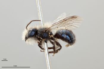 Media type: image;   Entomology 511688 Aspect: habitus lateral view